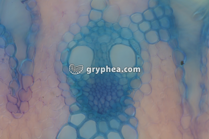 Feuille d'Oyat CT x100 - gryphea.com